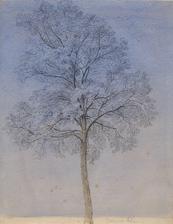 Study of a Young Elm