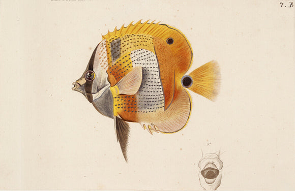 A Goldengirdled Coralfish, c.1831-1849