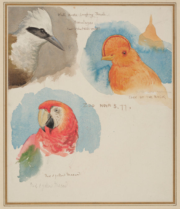 Studies of a White-crested Laughing Thrush, Cock of the Rock, and Scarlet Macaw, 1877