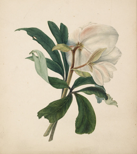 Study of a Christmas Rose (Hellebore)