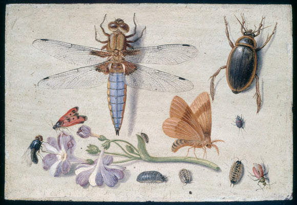 A Cockchafer, Beetle, Woodlice and other Insects, with a Sprig of Auricula