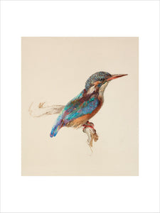 Study of a Kingfisher
