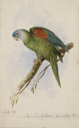 Trichoglossus Pyrrhopterus (Orange-winged Lorikeet), 1836