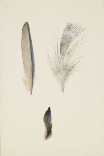 Enlarged Studies of the Feathers of a Kingfisher's Wing and Head, and a Study of a Group of the Wing Feathers, real Size