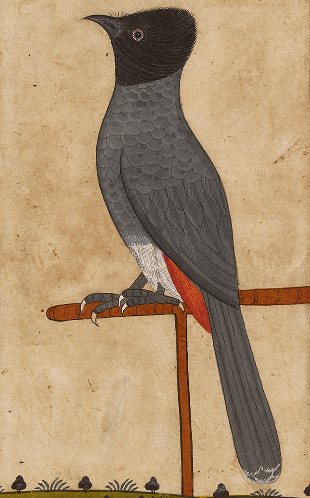 Ashmolean Prints