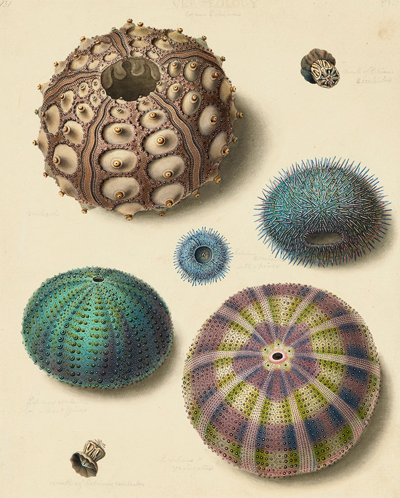 Ashmolean Octopus Ashmolean Prints
