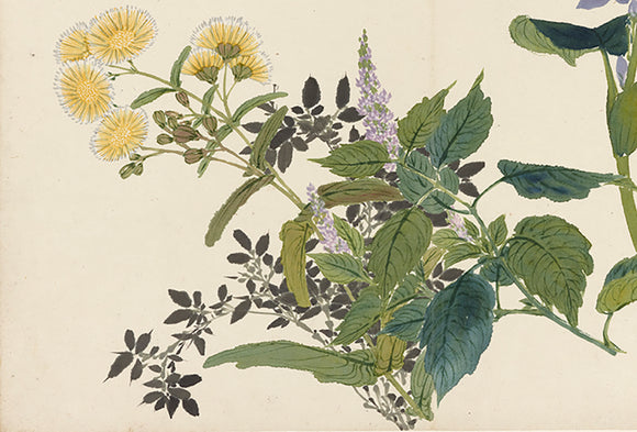 Ashmolean Prints