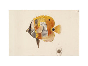 A Goldengirdled Coralfish, c.1831-1849