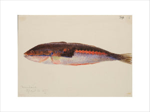 A Study of a Fish, 1877