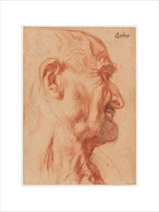 Head of a Bald Man in profile to the right