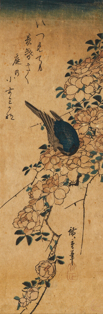 Blue bird, on a spray of wild rose