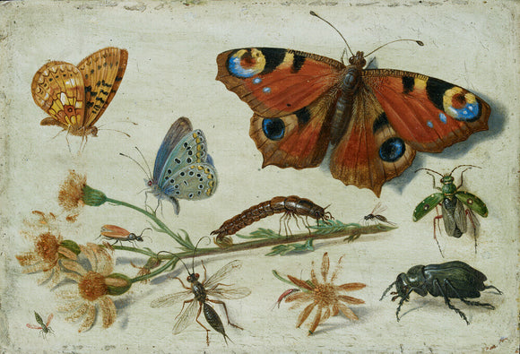 Three Butterflies, a Beetle and other Insects, with a Cutting of Ragwort