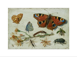 Three Butterflies, a Beetle and other Insects, with a Cutting of Ragwort