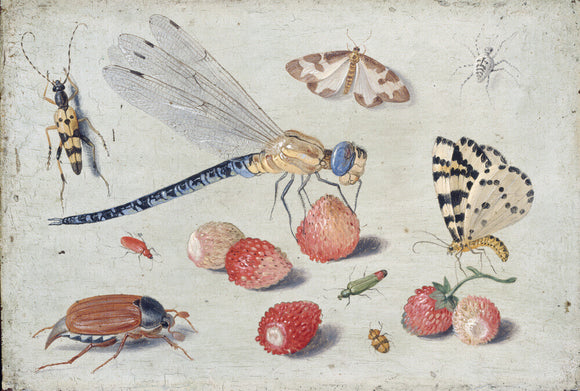 A Dragon-fly, two Moths, a Spider and some Beetles, with wild Strawberries