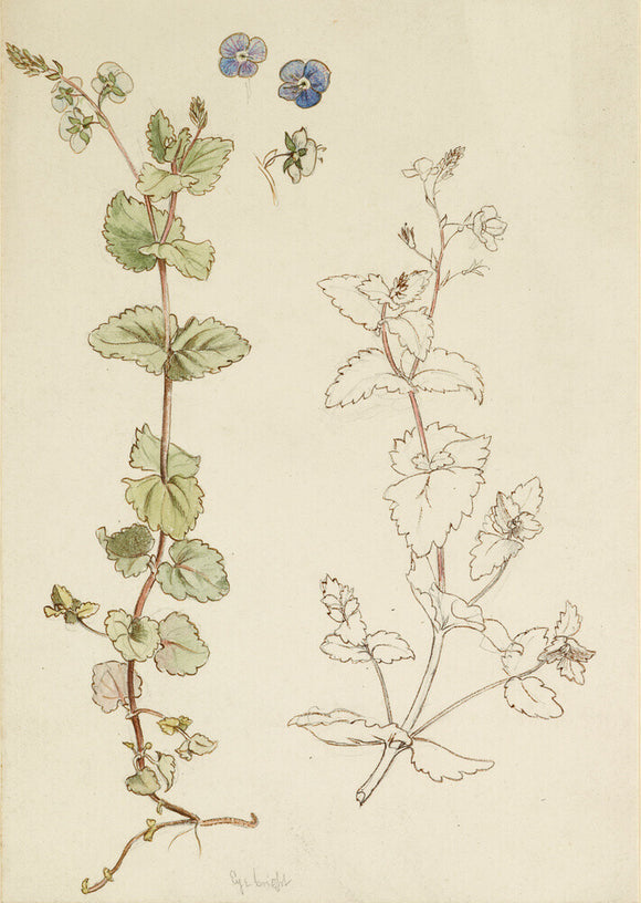 Two studies of eyebright, or speedwell, and three detail studies of the flowers