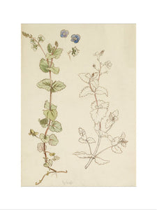 Two studies of eyebright, or speedwell, and three detail studies of the flowers