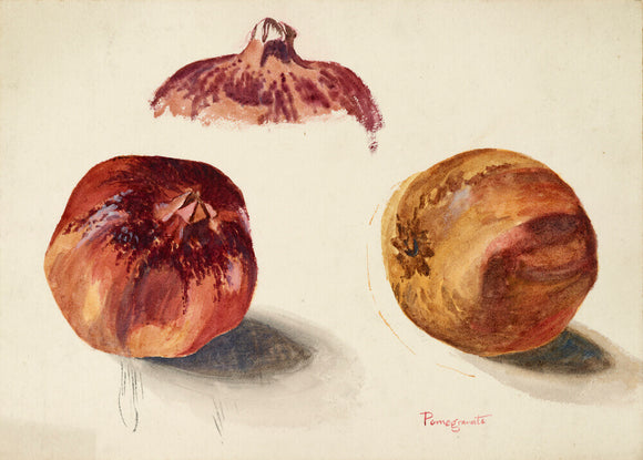 Three studies of a pomegranate