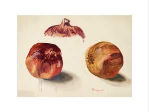 Three studies of a pomegranate