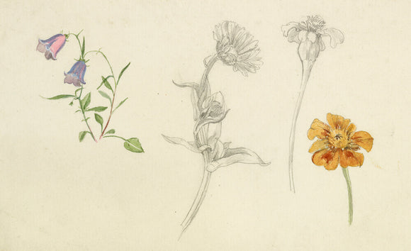 Studies of harebell and marigold