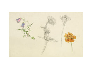 Studies of harebell and marigold