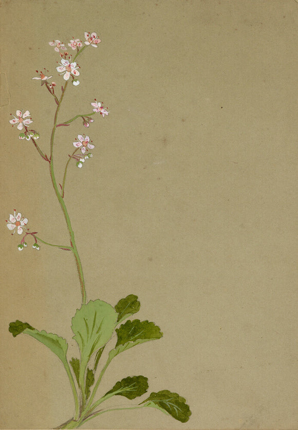 Study of a flower spray, possibly saxifrage