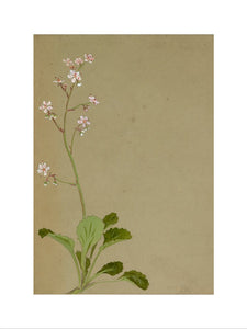 Study of a flower spray, possibly saxifrage