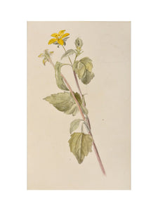 Yellow flower study