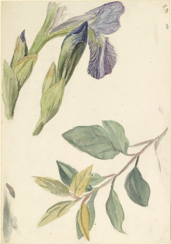 Three studies of iris and a leaf stem