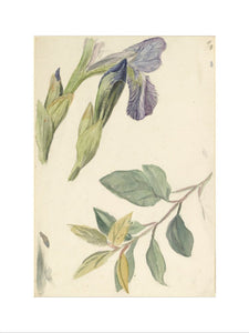 Three studies of iris and a leaf stem