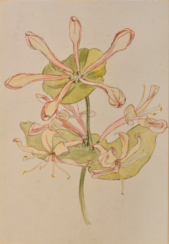 Honeysuckle