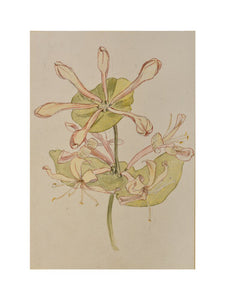 Honeysuckle