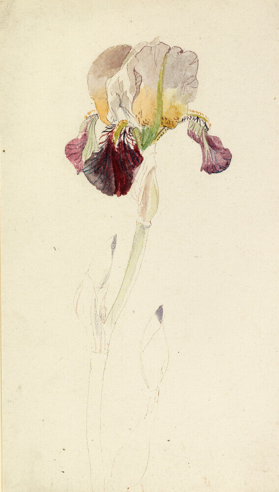 Study of a flag iris
