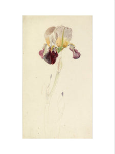 Study of a flag iris