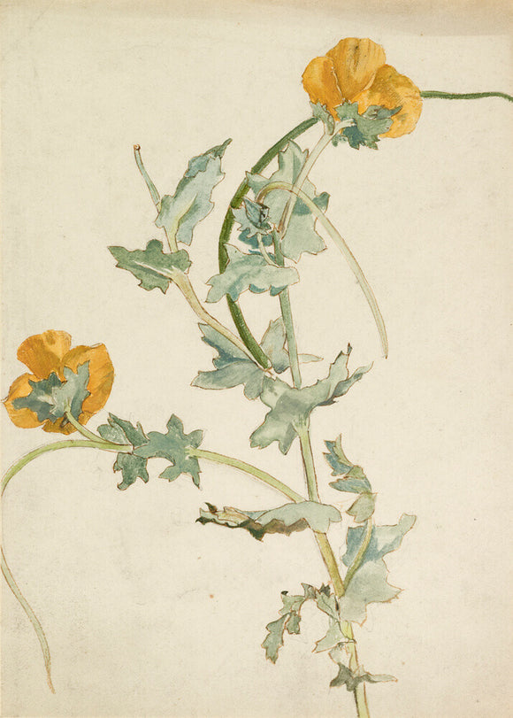Study of a yellow-horned poppy