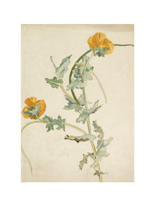 Study of a yellow-horned poppy