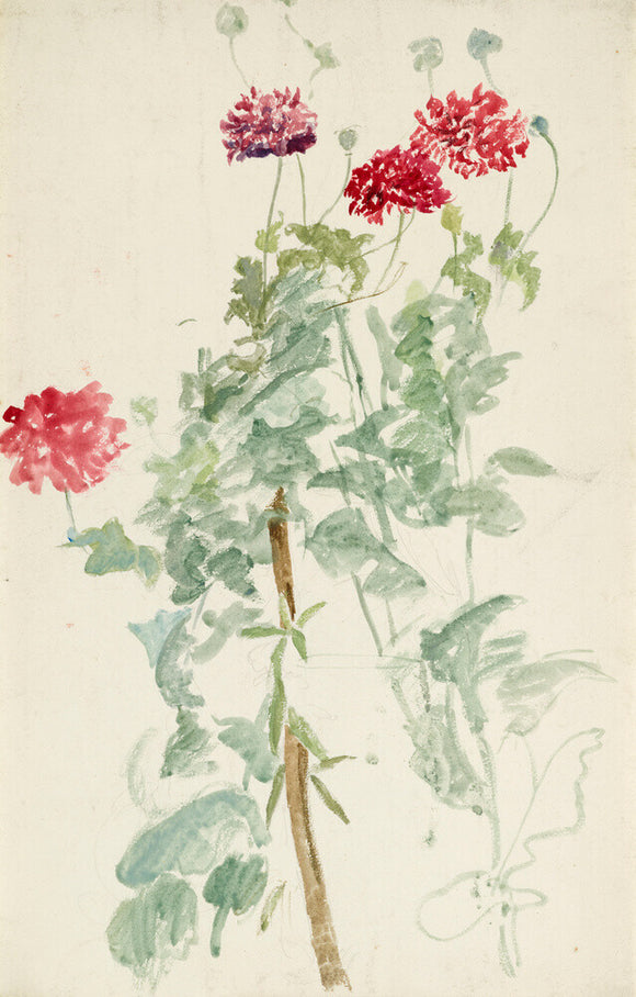Study of a group of peony poppies