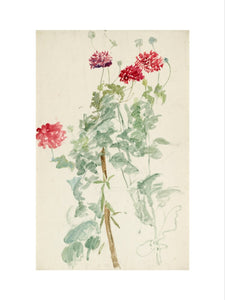 Study of a group of peony poppies