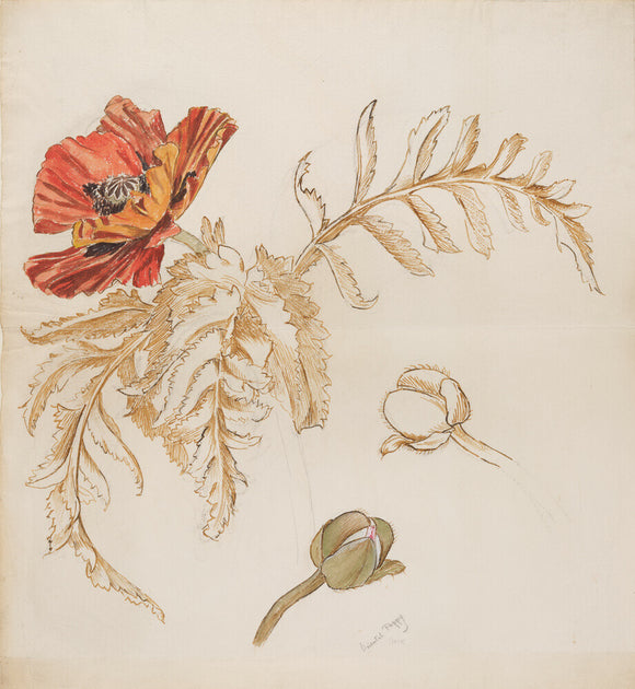 Study of an Oriental poppy