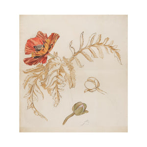 Study of an Oriental poppy