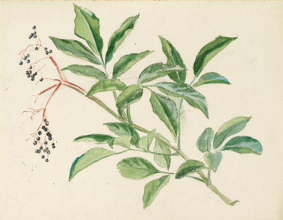Study of a stem of elderberry