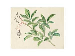 Study of a stem of elderberry