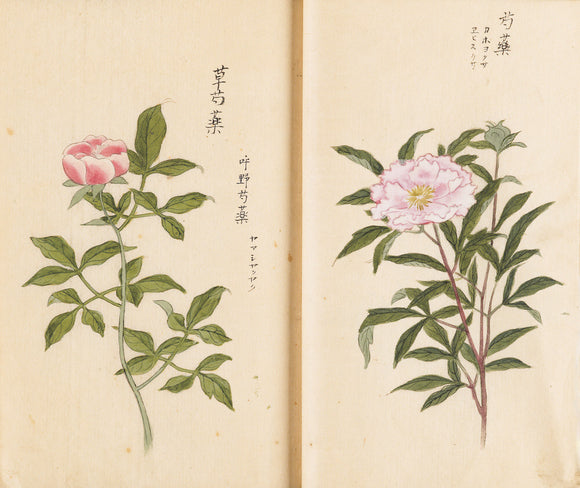 Page from an album of botanical paintings