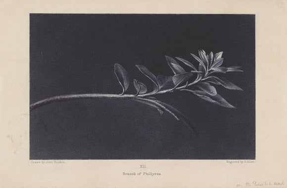 Engraving of Ruskin's drawing of Growing Shoot of Mock Privet (Phillyrea), seen in Profile