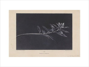 Engraving of Ruskin's drawing of Growing Shoot of Mock Privet (Phillyrea), seen in Profile