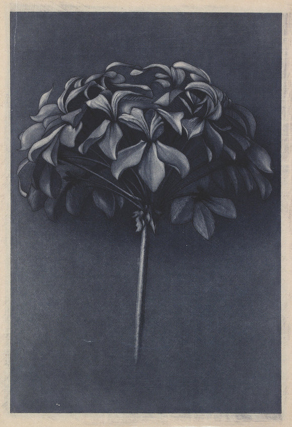 Engraving of Ruskin's Drawing of the Petal Vault of a Scarlet Geranium