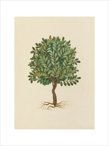 Drawing of an Illustration in the 'Herbal of Benedetto Rin', showing a Balsam Tree ('Balsamus')
