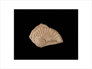 Sherd decorated with argonaut in relief. Red slipped on reverse