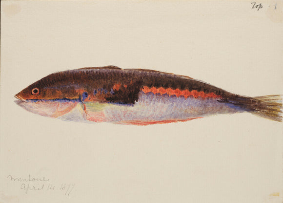 A Study of a Fish, 1877