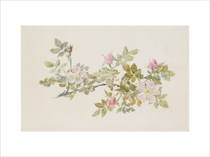 Study of Wild Rose