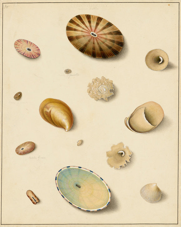 Keyhole Limpets